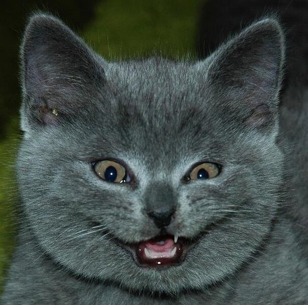 File:Cat Funny Face.jpg